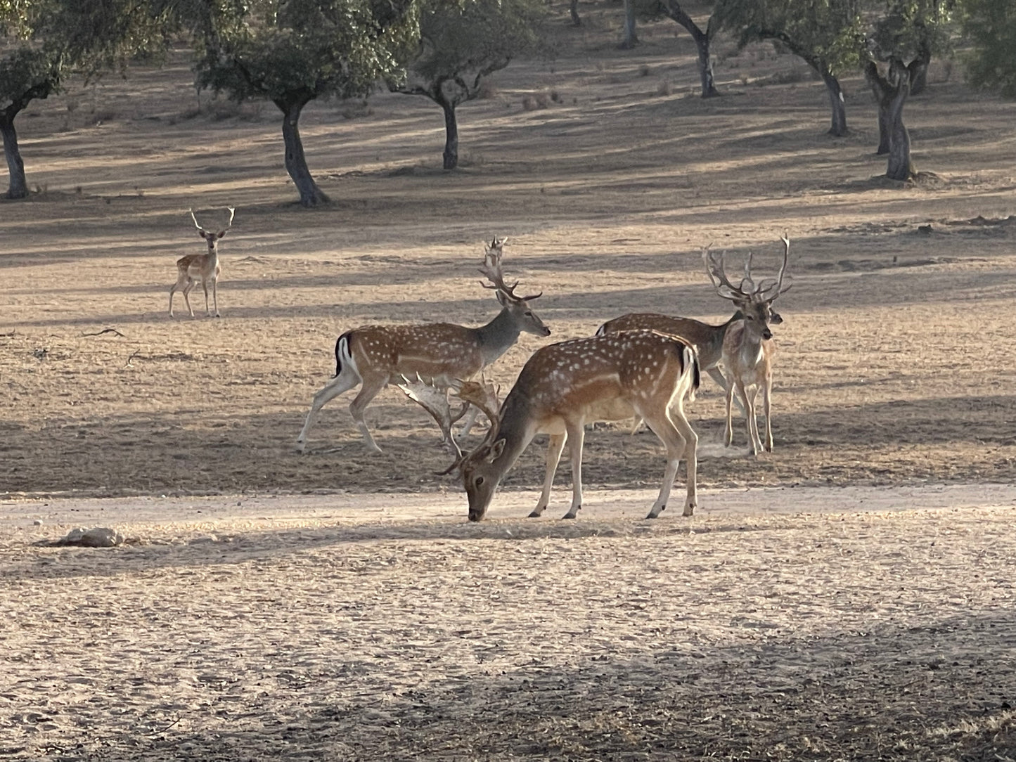 Safari Experience - Wildlife Exploration - ATV Tour