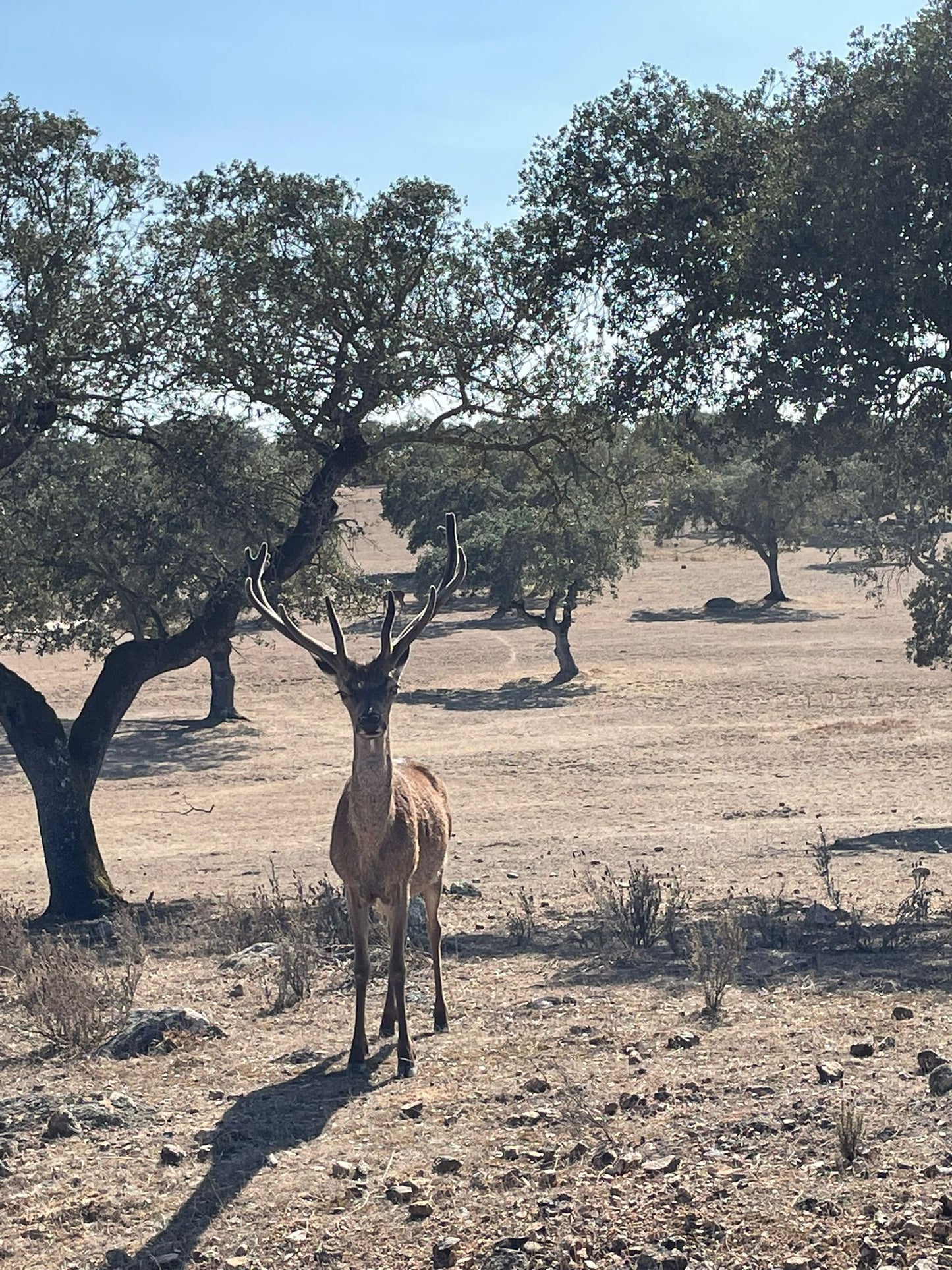 Experiência Safari - Exploração da Vida Selvagem - Passeio com tração nas quatro rodas