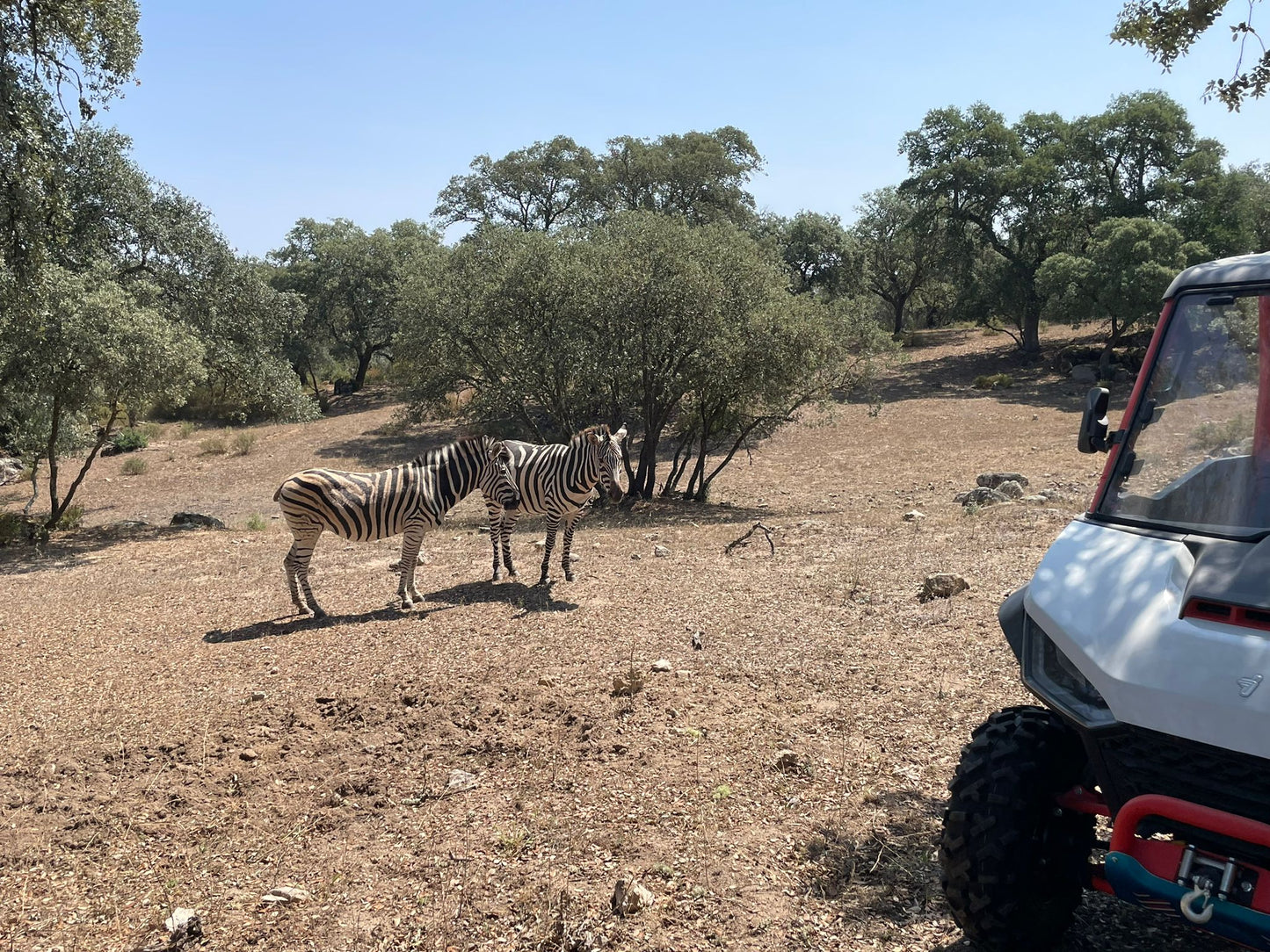 Experiência Safari - Exploração da Vida Selvagem - Passeio com tração nas quatro rodas