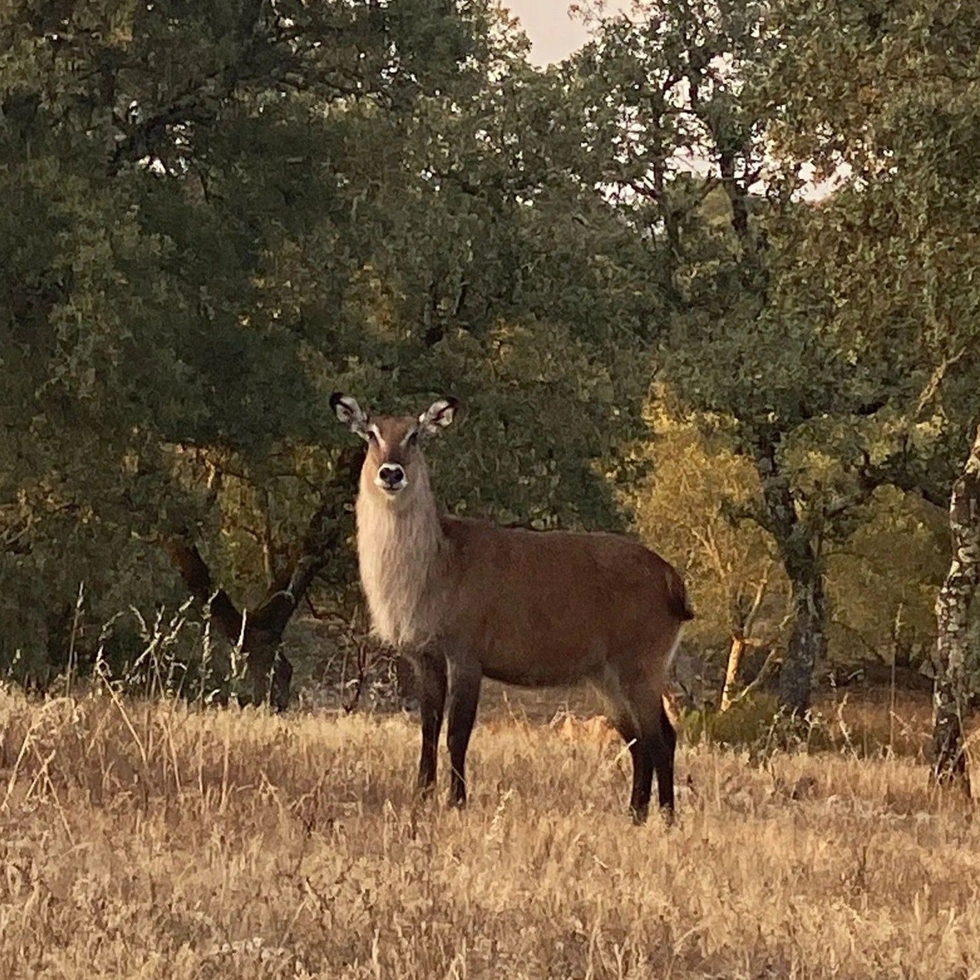 Experiência Safari - Exploração da Vida Selvagem - Passeio com tração nas quatro rodas
